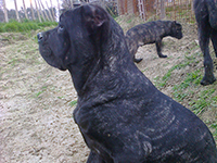 cucciolo cane corso grigio